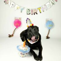 Gift for Dogs & Cats